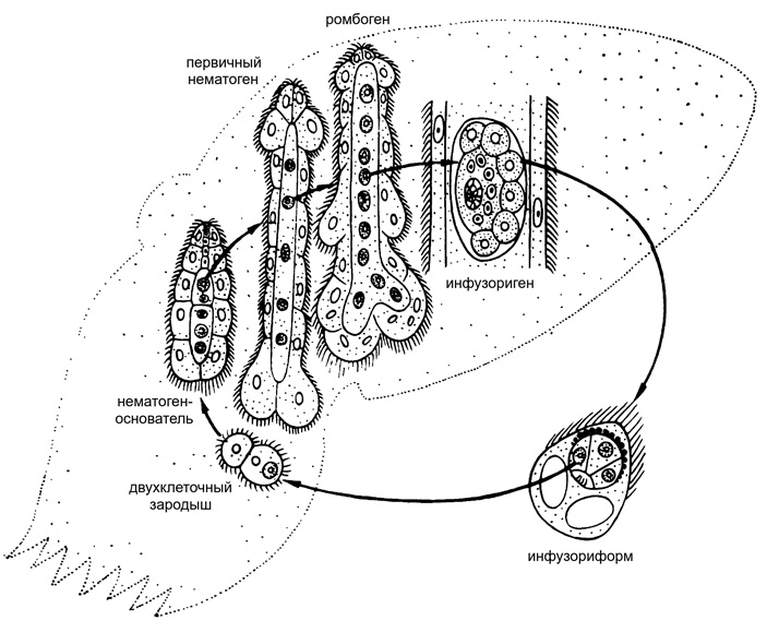 Рис. 2. Жизненный цикл дициемид