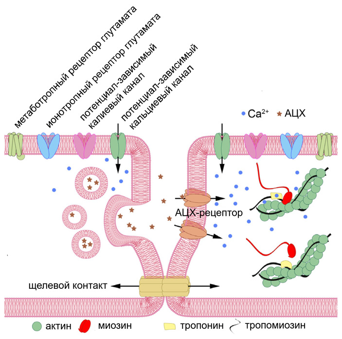 Рис. 4. Гипотетическая модель межклеточной сигнализации у дициемид