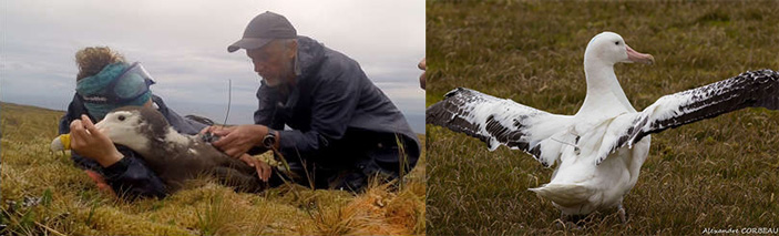 Рис. 3. Исследователи закрепляют логгер на спине амстердамского альбатроса