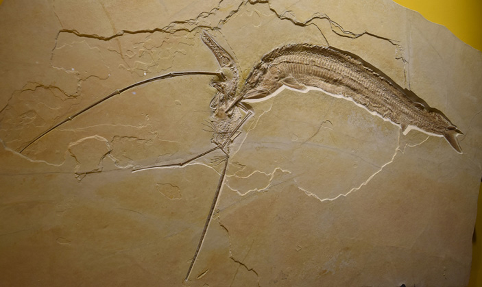 Рис. 5. Рыба Aspidorhynchus с зажатым в зубах птерозавром Rhamphorhynchus