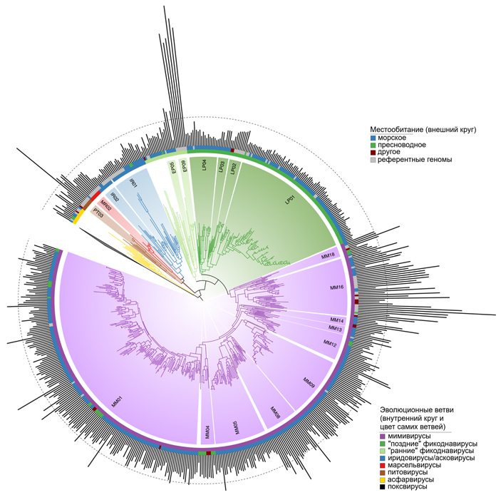 Рис. 2. Преобладают в выборке, как видим, мимивирусы — больше половины всех геномов