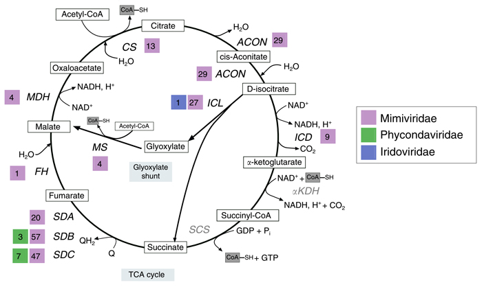 Рис. 3. Цикл Кребса, он же цикл трикарбоновых кислот