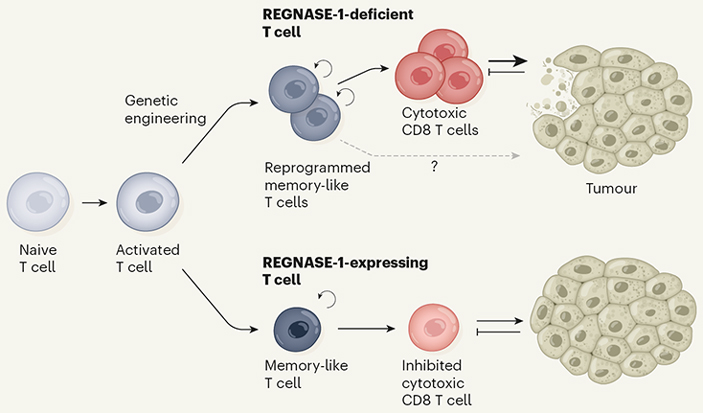 Схема противоопухолевого иммунного ответа
