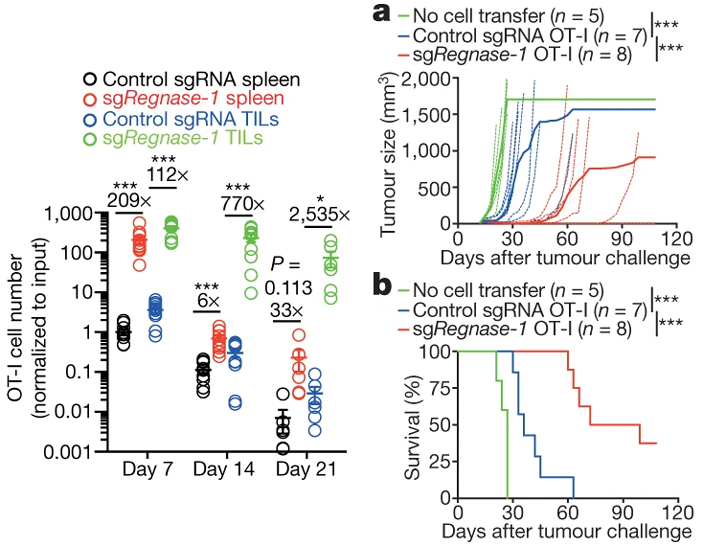 Рис. 2. Эффективность CAR-T-клеточная терапия лимфоцитами с выключенным геном Regnase-1