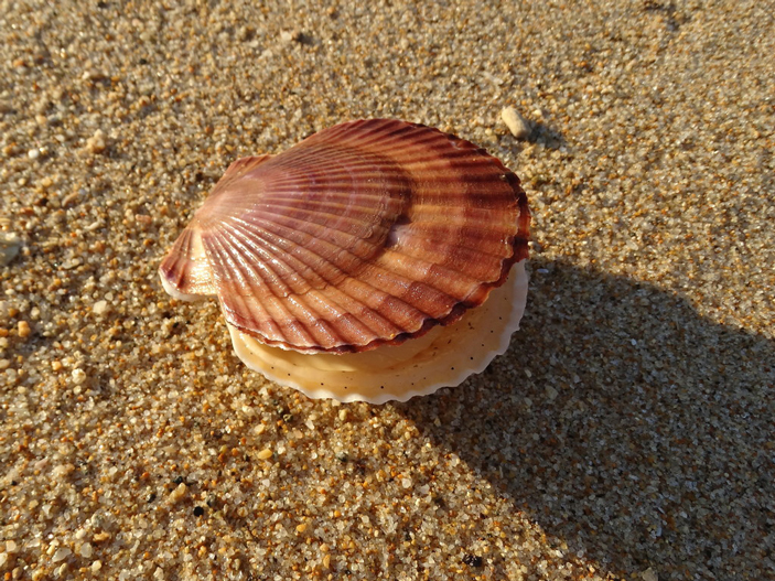 Приморский гребешок (Patinopecten yessoensis)