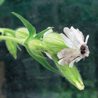 Генетика в московском дворе: насекомые разносят споры гриба, который меняет пол растения