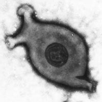 Паразитизм в особо мелком размере: микоплазма и ее 40 промоторов