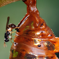 Наездник из семейства Eulophidae откладывает яйца в куколку бабочки семейства Nymphalidae