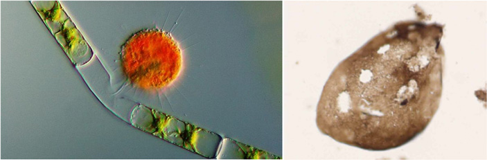 Рис. 3. Cовременная амёба-вампиреллида, высасывающая клетку зеленой водоросли