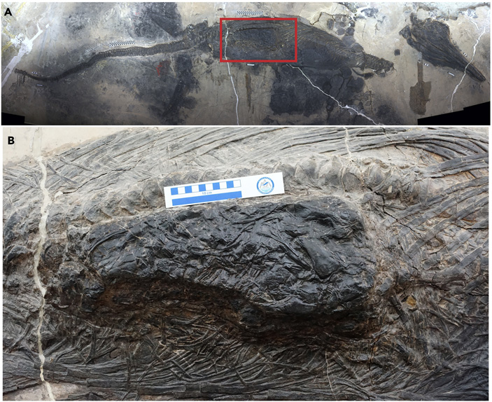 Рис. 2. Скелет гуйчжоуихтиозавра и его желудок