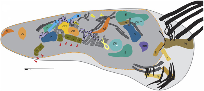 Рис. 3. Прорисовка различимых костей скелета жертвы