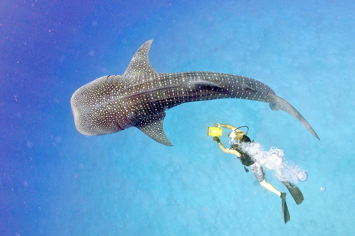 Китовые акулы обычно медленно плавают