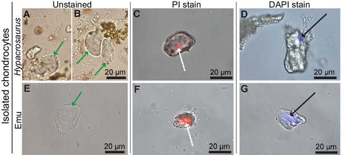 Рис. 3. Выделенные хондроциты Hypacrosaurus и результат окрашивания на присутствие двуцепочечной ДНК