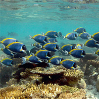 Человек и коралловые рифы: сегодня и завтра