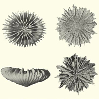 Одиночные кораллы: питание и морфология