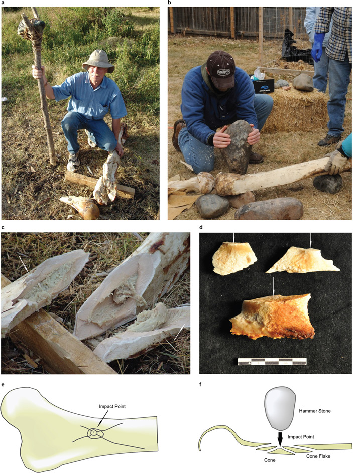 Рис. 2. Опыты по раскалыванию камнями современных слоновьих костей