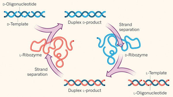 Рис. 1. Схема репликации рибозимов