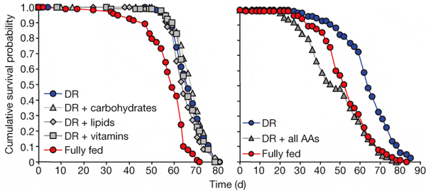 Выживаемость мух в зависимости от диеты. По горизонтальной оси — возраст мухи в днях, по вертикальной — доля мух, доживших до такого возраста. Слева: продолжительность жизни мух, сидящих на диете (DR, синие кружки), не снижается от добавления в пищу углеводов (carbohydrates, серые треугольники), липидов (lipids, серые ромбы) или витаминов (vitamins, серые квадраты), однако на «стандартном» (полном) рационе мухи живут существенно меньше (Fully fed, красные кружки). Справа: добавление в диетический корм полного набора аминокислот (all AAs, серые треугольники) резко снижает продолжительность жизни. Рисунок из обсуждаемой статьи в Nature