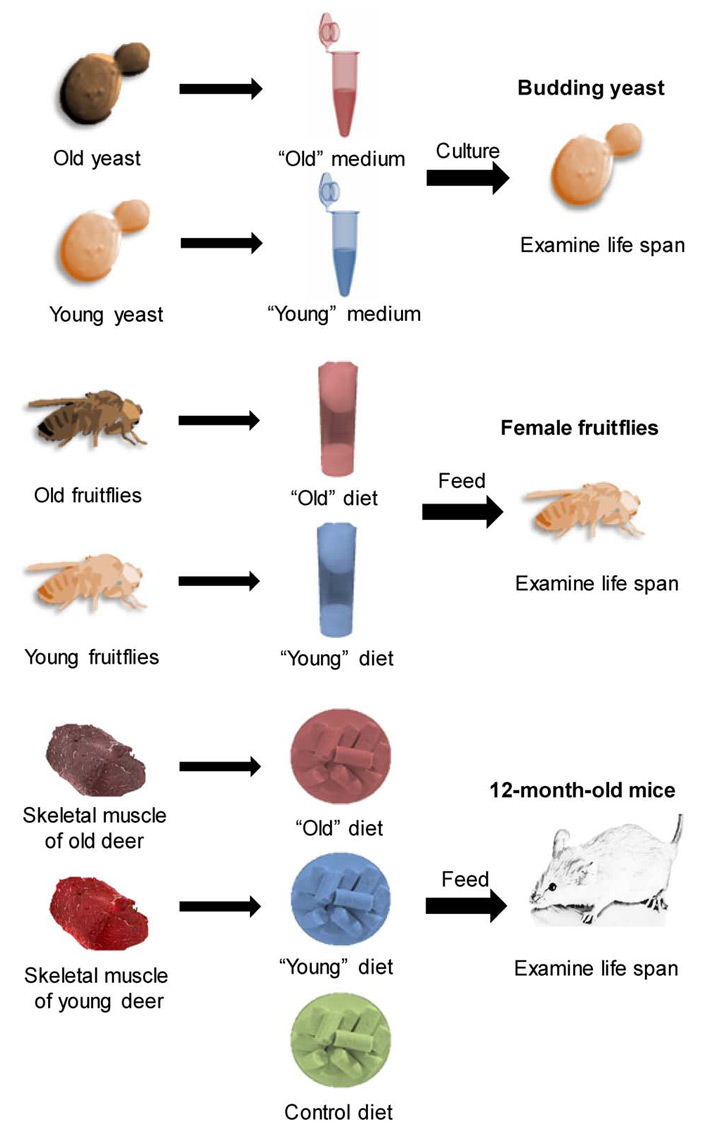 Схема эксперимента с экстрактами из старых или молодых сородичей