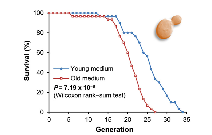 Рис. 2. Выживаемость почкующихся дрожжей на «молодой» и «старой» питательной среде