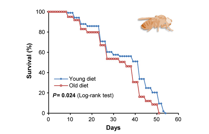Рис. 3. Выживаемость самок дрозофил на «молодой» и «старой» диете