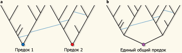 Альтернативные эволюционные модели, сравнению которых посвящена обсуждаемая статья в Nature. a — всё живое происходит от двух или более разных предков, b — от единого предка. Пунктирными линиями обозначены события горизонтального генетического обмена. Рис. из популярного синопсиса к обсуждаемой статье Steel & Penny