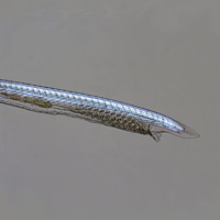 Личинка европейского ланцетника Branchiostoma lanceolatum