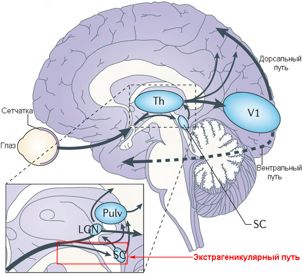 Рис. 1. Пути передачи зрительной информации в мозге