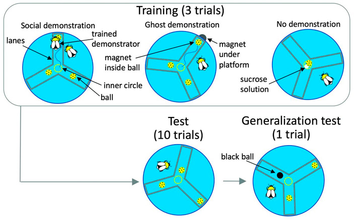 Рис. 1. Эксперимент для оценки способности шмелей к социальному обучению