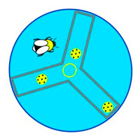 Рис. 1. Эксперимент для оценки способности шмелей к социальному обучению