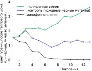 Цвет гусениц после теплового шока в ходе отбора становился всё более зеленым в полифенной линии и всё более черным - в монофенной (рис. из статьи в Science)