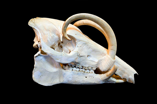 Череп самца бабируссы