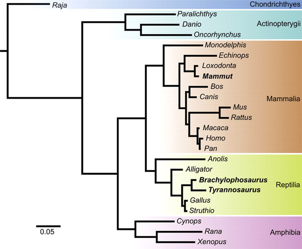 Эволюционное древо позвоночных, основанное на аминокислотных последовательностях коллагена, построенное с использованием данных по двум динозаврам: тираннозавру и брахилофозавру. Это дерево можно сравнить с предыдущим, построенным теми же авторами с использованием данных только по тираннозавру (см.: Коллаген из костей вымерших животных подтверждает родство динозавров с птицами, а мастодонтов — со слонами, «Элементы», 25.04.2008). Рис. из обсуждаемой статьи в Science
