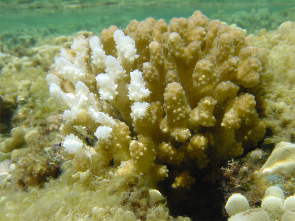 Обесцвечивание коралла Pocillopora вызвано утерей симбиотических водорослей. Фото с сайта www.pifsc.noaa.gov