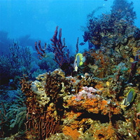 Здоровые коралловые рифы отличаются чрезвычайным разнообразием обитающих здесь животных и растений. Фото с сайта www.safmc.net
