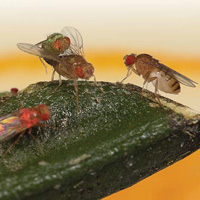 Пример ситуации, в которой происходит социальное обучение у дрозофил