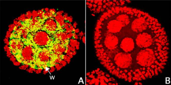 А — вольбахии (окрашены желтым) в яичнике мухи D.ananassae до лечения антибиотиком; B — после лечения бактерии отсутствуют. Фото из дополнительных материалов к статье в Science