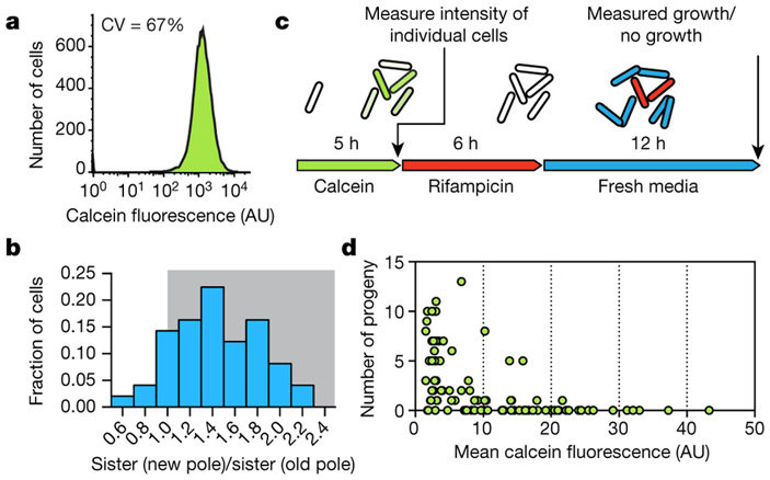 Рис. 2. Окрашивание кальцеином позволяет выявить изменчивость клеток по устойчивости к антибиотику рифампицину