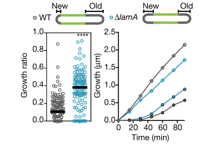Рис. 3. Микобактерии, лишенные гена lamA, растут симметричнее
