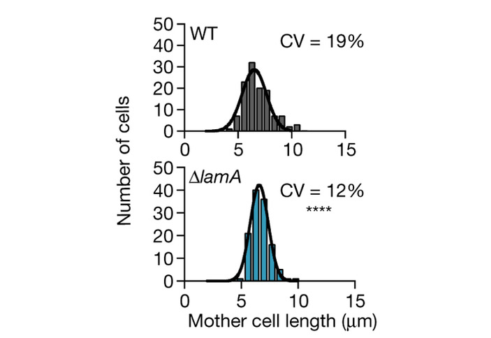 Рис. 4. Изменчивость по размеру клеток, измеренных непосредственно перед делением