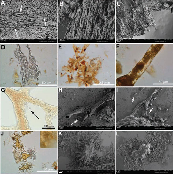 Тонкое строение деминерализованных костей брахилофозавра и страуса. Стрелками показаны остеоциты. A–C — волокна органического матрикса, снятые сканирующим электронным микроскопом (СЭМ) при разном увеличении (A, B — брахилофозавр, C — страус). D — матрикс, снятый в проходящем свете. E — кровеносные сосуды с округлыми красноватыми включениями. F — сосуд с аморфным красноватым содержимым (предположительно разрушенные клетки крови). G — похожий сосуд страуса. H — сосуд брахилофозавра под СЭМ. I — похожий сосуд страуса. J — остеоциты брахилофозавра с ядрами и переплетающимися отростками. K — отдельный остеоцит брахилофозавра с длинными отростками под СЭМ. L — остеоцит страуса после аналогичной обработки. Изображение из обсуждаемой статьи в Science