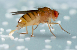 Самка мушки-дрозофилы занята самым важным делом в своей жизни — откладкой яиц. Фото с сайта www.sciencecentric.com