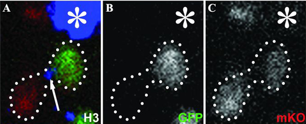 Асимметричное распределение старых и новых молекул гистона H3 в двух клетках, образовавшихся в результате деления стволовой клетки GSC