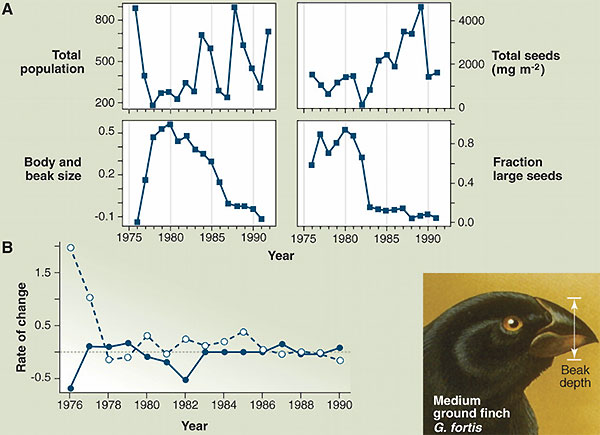 Быстрая, меняющая направление, эволюция галапагосского земляного вьюрка Geospiza fortis. Изображение из обсуждаемой статьи T. Schoener (Science. 28 January 2011. V. 331. P. 426–429) по Hairston, et al. 2005. (Исходные данные P. Grant & R. Grant)