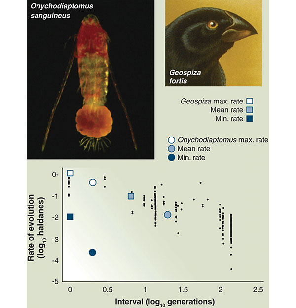 Скорость эволюции (в специальных единицах «холдейнах») в зависимости от числа поколений в популяциях разных организмов. Из обсуждаемой статьи T. Schoener в Science (исходный график из работы Hairston et al. 2005)