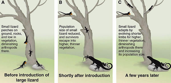 Схема экспериментального исследования, выявляющего эко-эволюционную динамику у ящериц Карибских островов. Из обсуждаемой статьи T. Schoener в Science