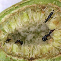 Сиконий фикуса в разрезе. Видны самки перепончатокрылых насекомых из семейства Agaonidae, проникшие внутрь сикония, чтобы отложить яйца в семезачатки фикуса и умереть. Опыление цветков фикуса происходит за счет пыльцы, доставленной этими насекомыми из тех сикониев, в которых они выросли. Из цветков, в семезачатки которых агаониды отложили яйца, образуются галлы, внутри которых развиваются личинки агаонид. Фото © James Cook (одного из авторов обсуждаемой работы) из заметки об этой работе на сайте журнала Science