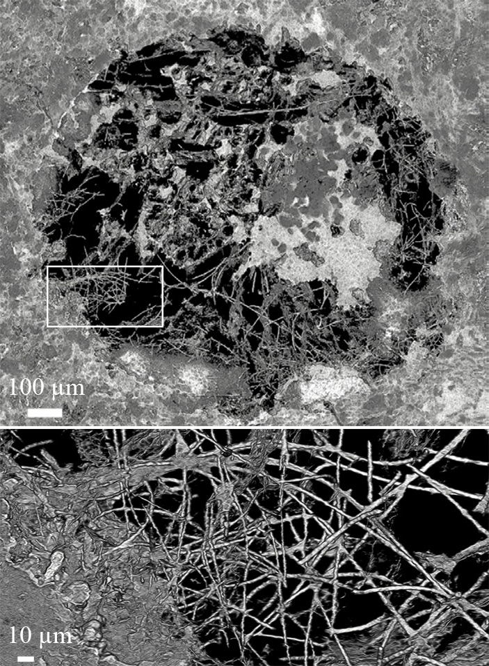 Объемная реконструкция грибных нитей