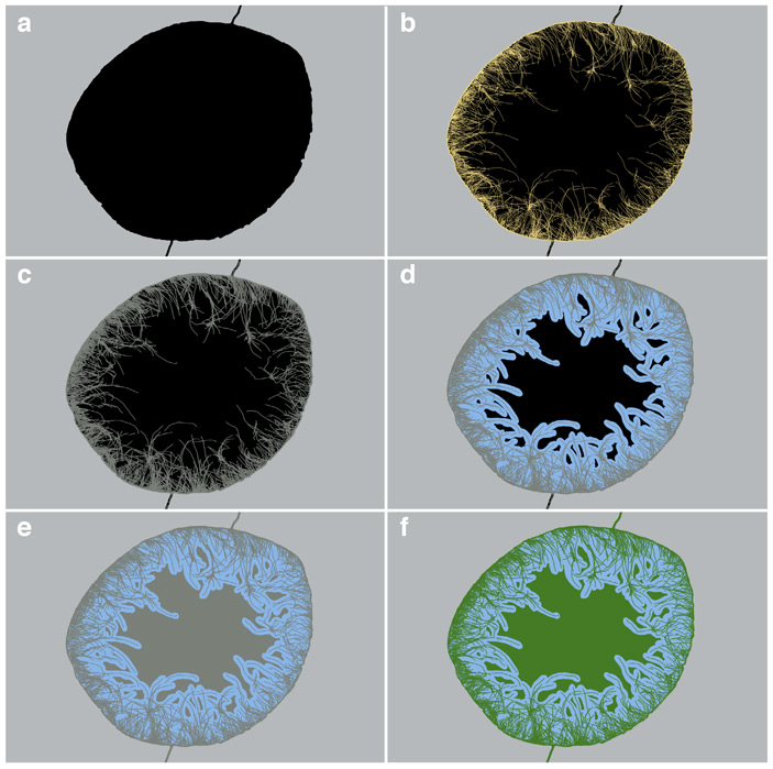 Механизм фоссилизации и образования разнородного материала желваков