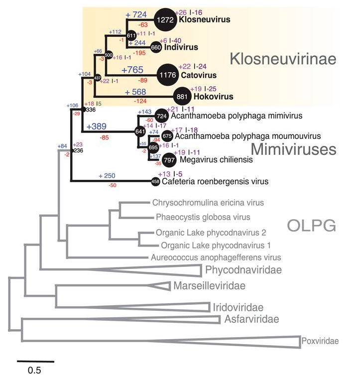 Рис. 3. Эволюционное дерево крупных ядерно-цитоплазматических ДНК-содержащих вирусов